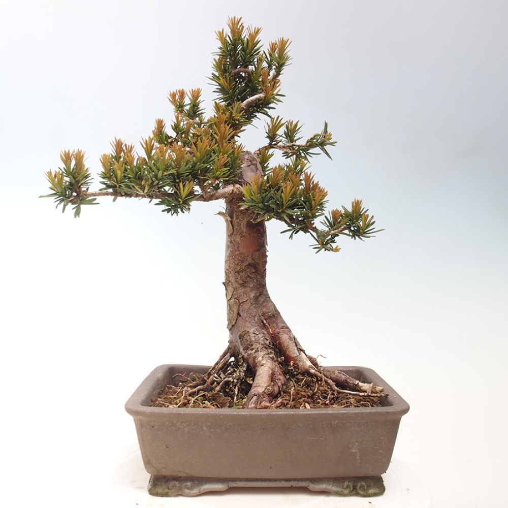 Bonsai da esterno - Taxus cuspidata - Tasso giapponese