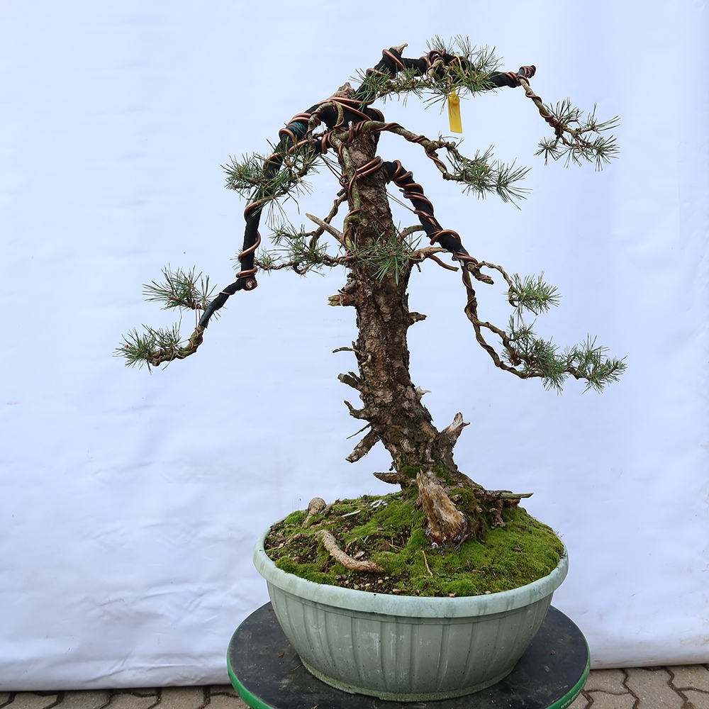 Pinus sylvestris Spagna - pino silvestre