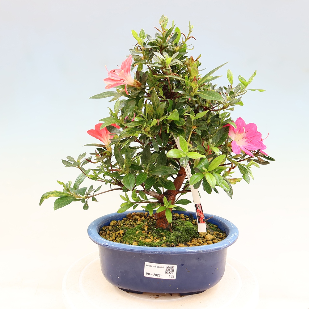 Bonsai da esterno - Azalea giapponese - Azalea Beniko