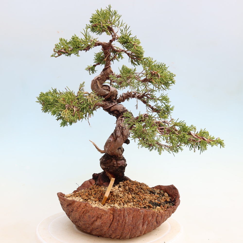 Bonsai da esterno - Juniperus chinensis Itoigawa-Juniperus chinensis