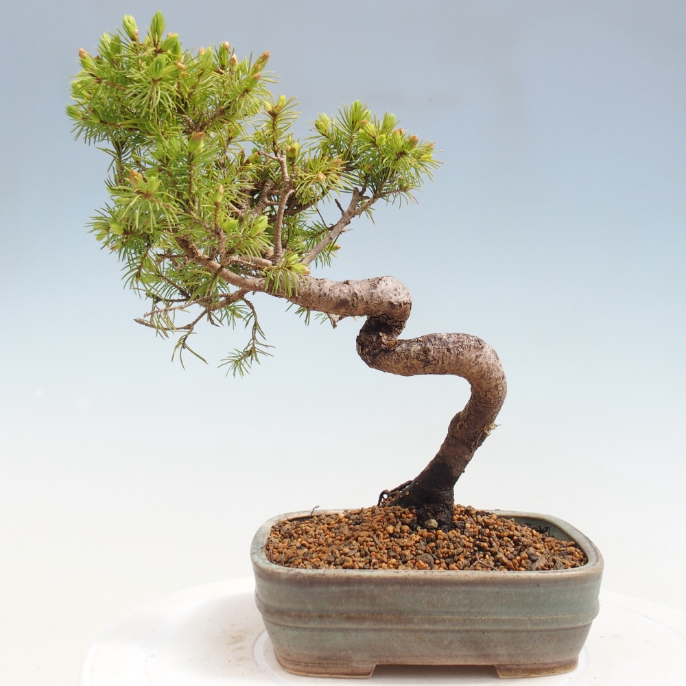 Bonsai da esterno - Abete rosso - Picea glauca globo