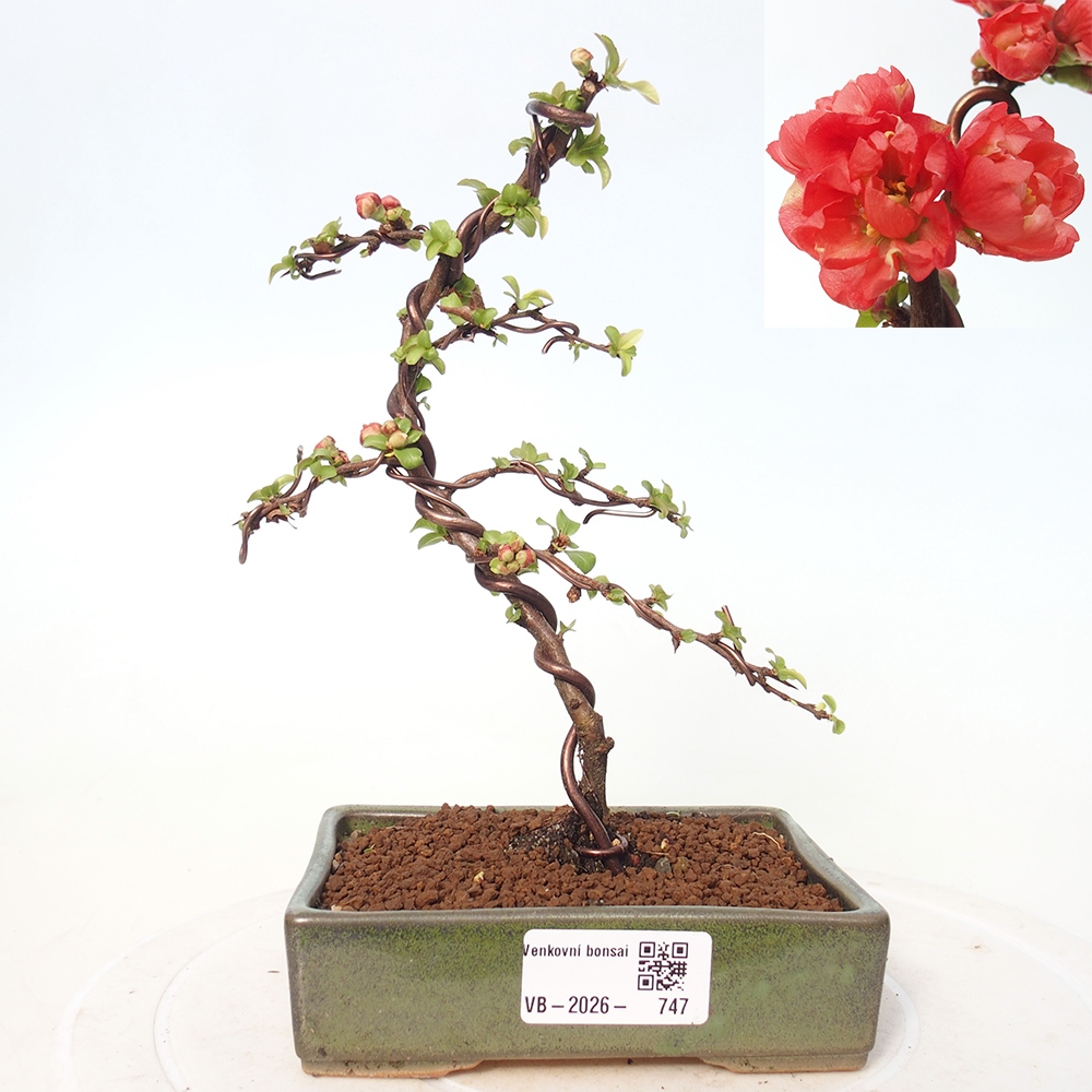 Bonsai da esterno - Chaneomeles s. Red Joy - Cotogno