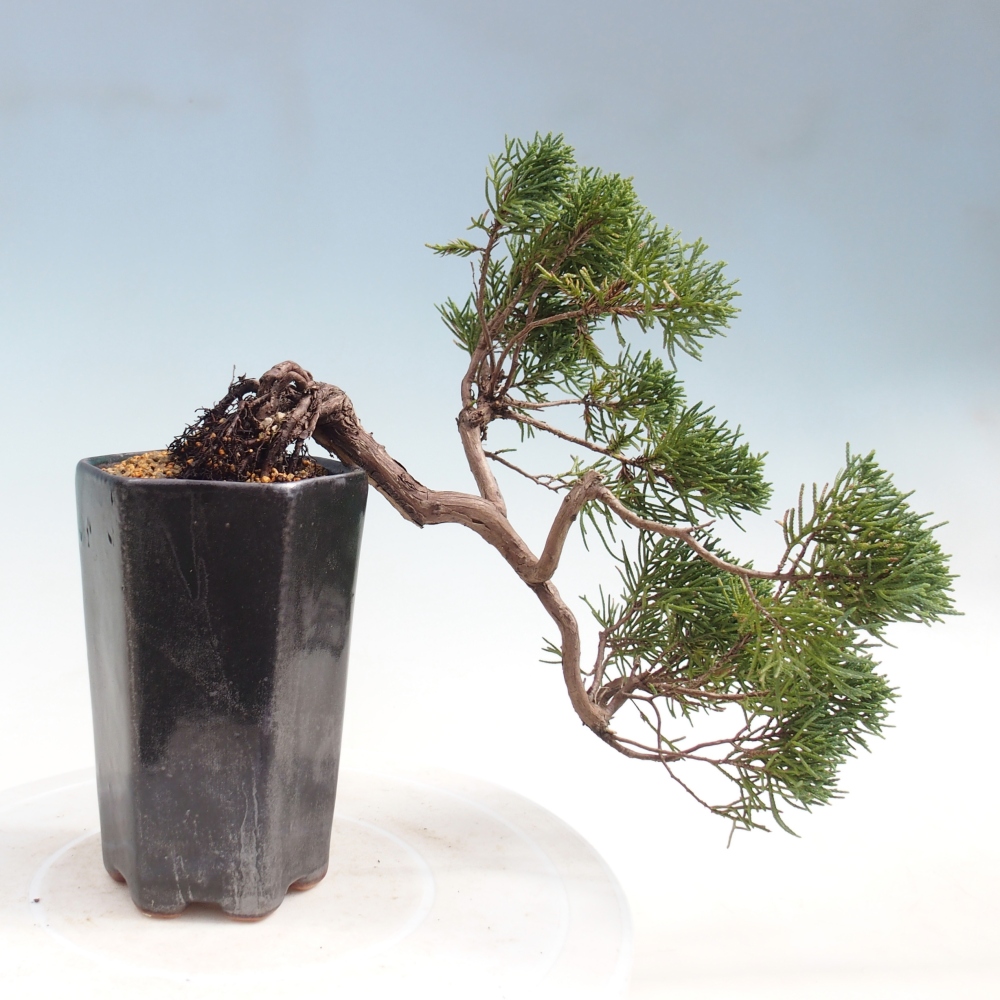 Bonsai da esterno - Juniperus chinensis Kishu