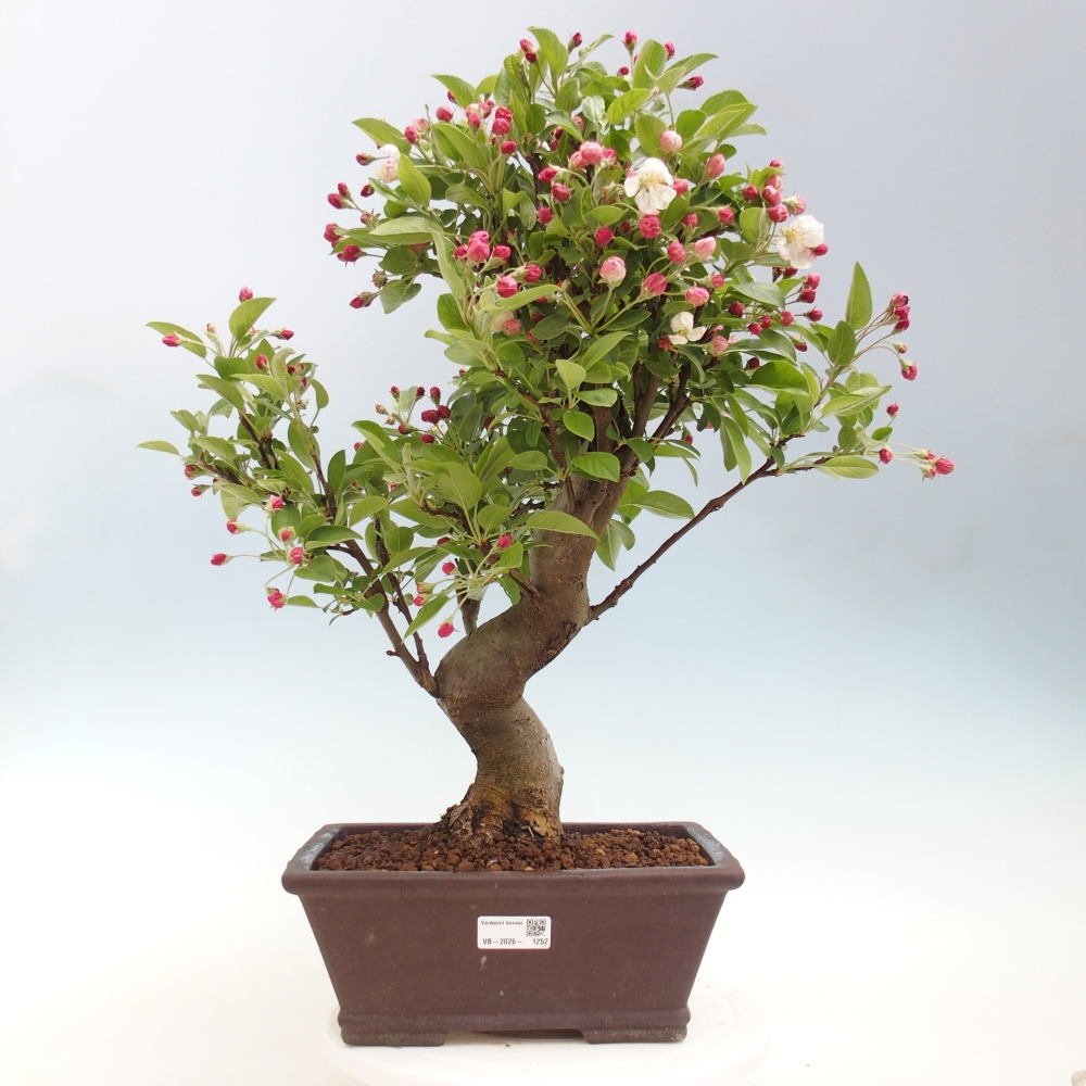 Bonsai da esterno -Malus halliana - Melo a frutto piccolo
