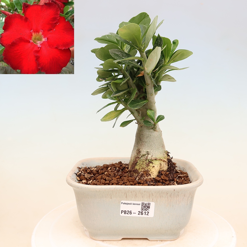 Bonsai da interno - Adenium obesum Red Star - Rosa del deserto