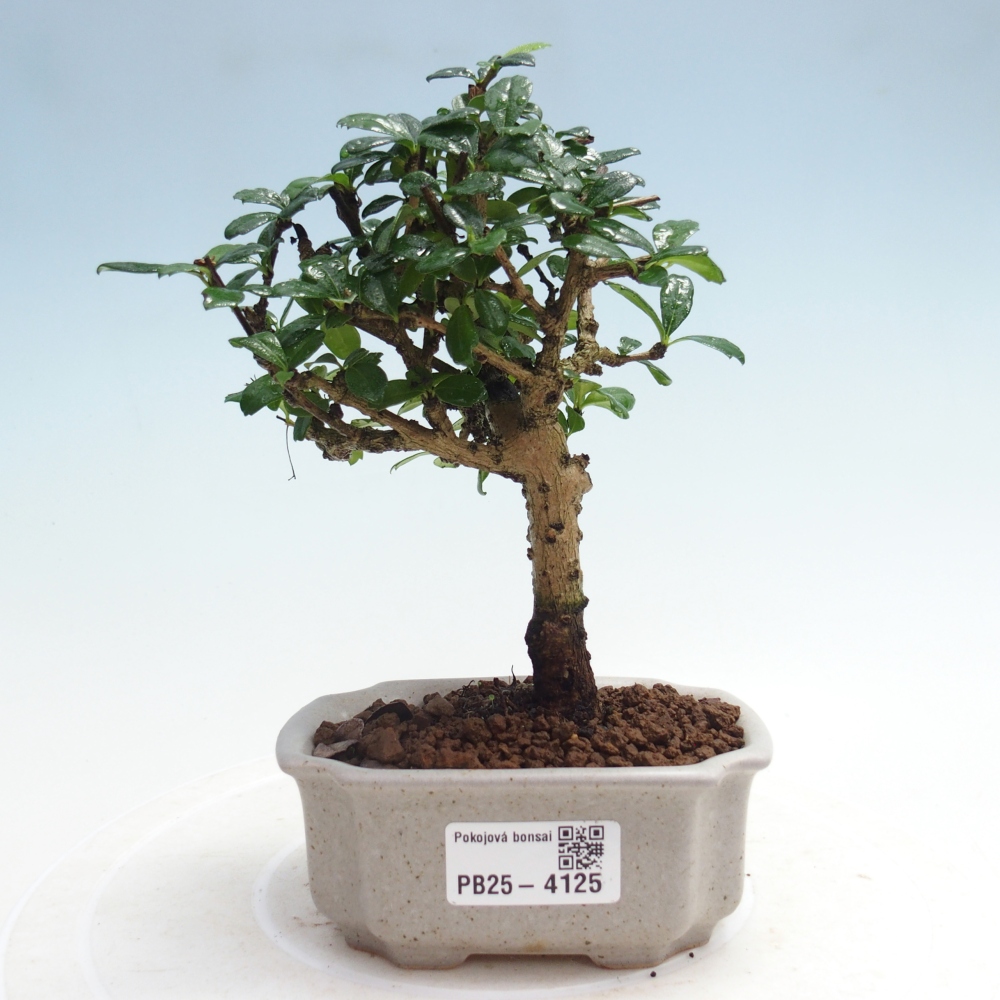 Camera bonsai - Carmona macrophylla - Tea fuki