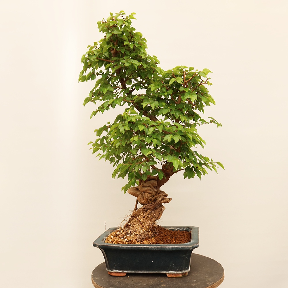 Bonsai da esterno -Carpinus Coreana - Carpino coreano