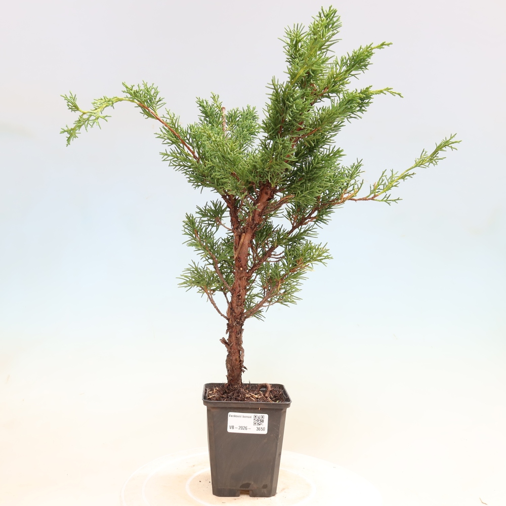 Bonsai da esterno - Juniperus chinensis Kishu