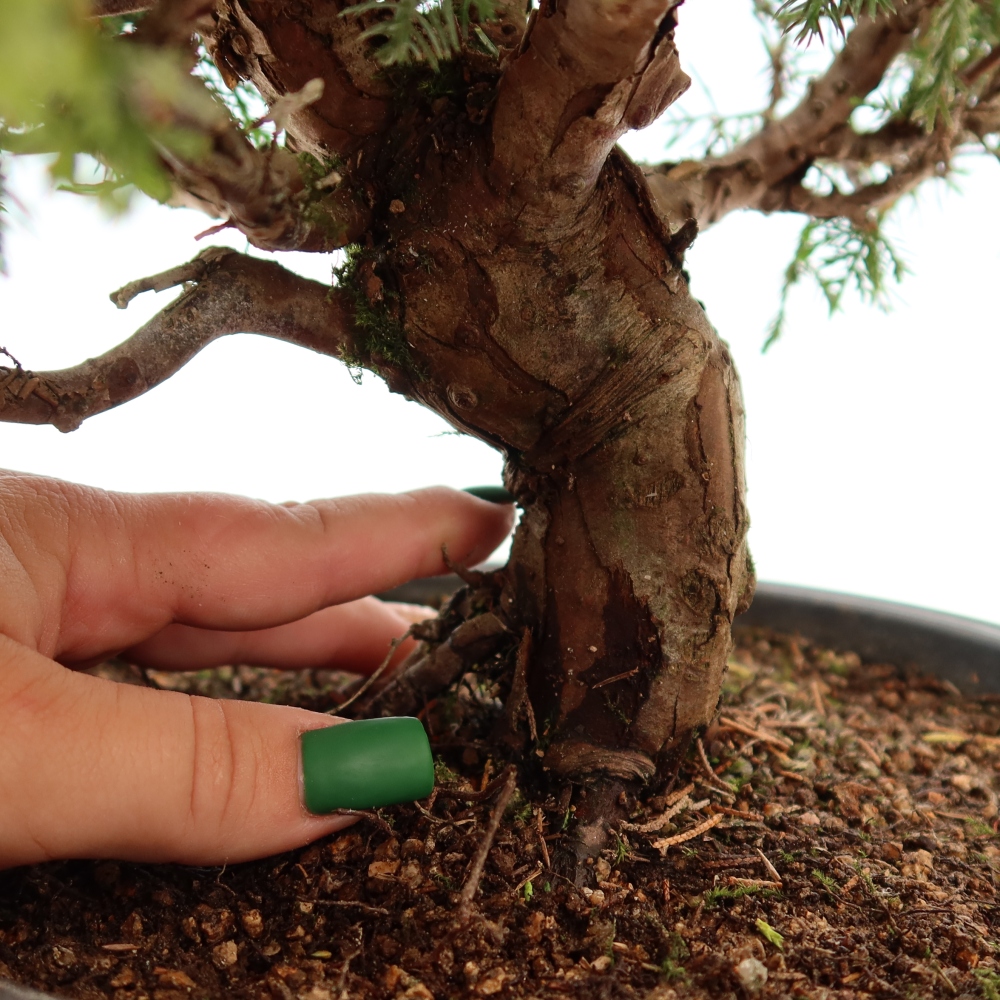 Bonsai da esterno - Juniperus chinensis Itoigawa-Juniperus chinensis