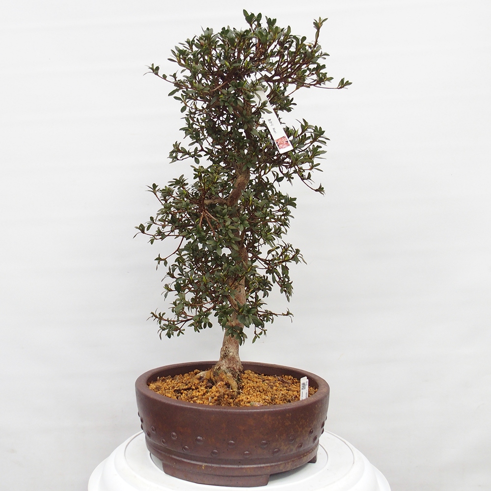 Bonsai da esterno - Azalea giapponese - Azalea Akari