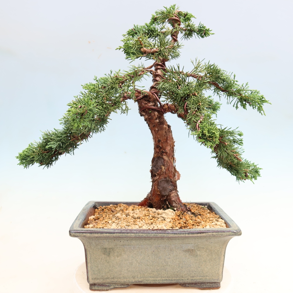 Bonsai da esterno - Juniperus chinensis Kishu