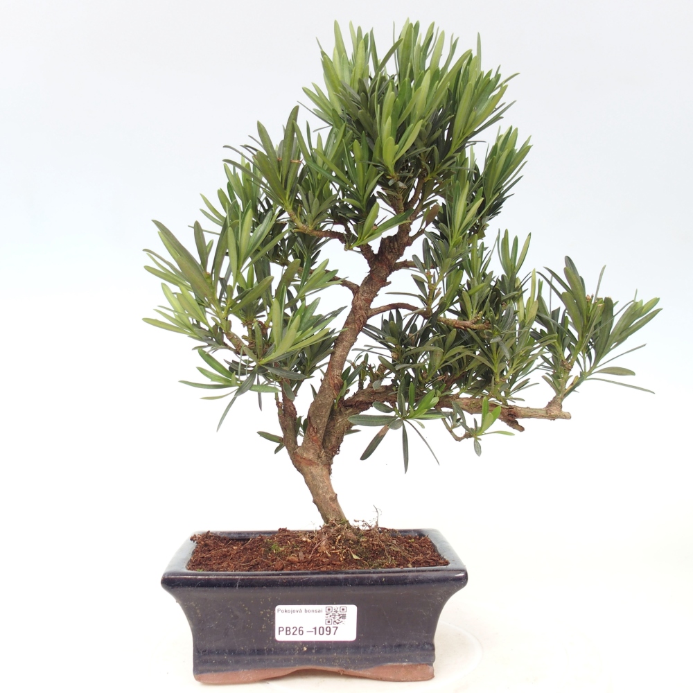 Camera bonsai - Podocarpus - Tasso delle pietre