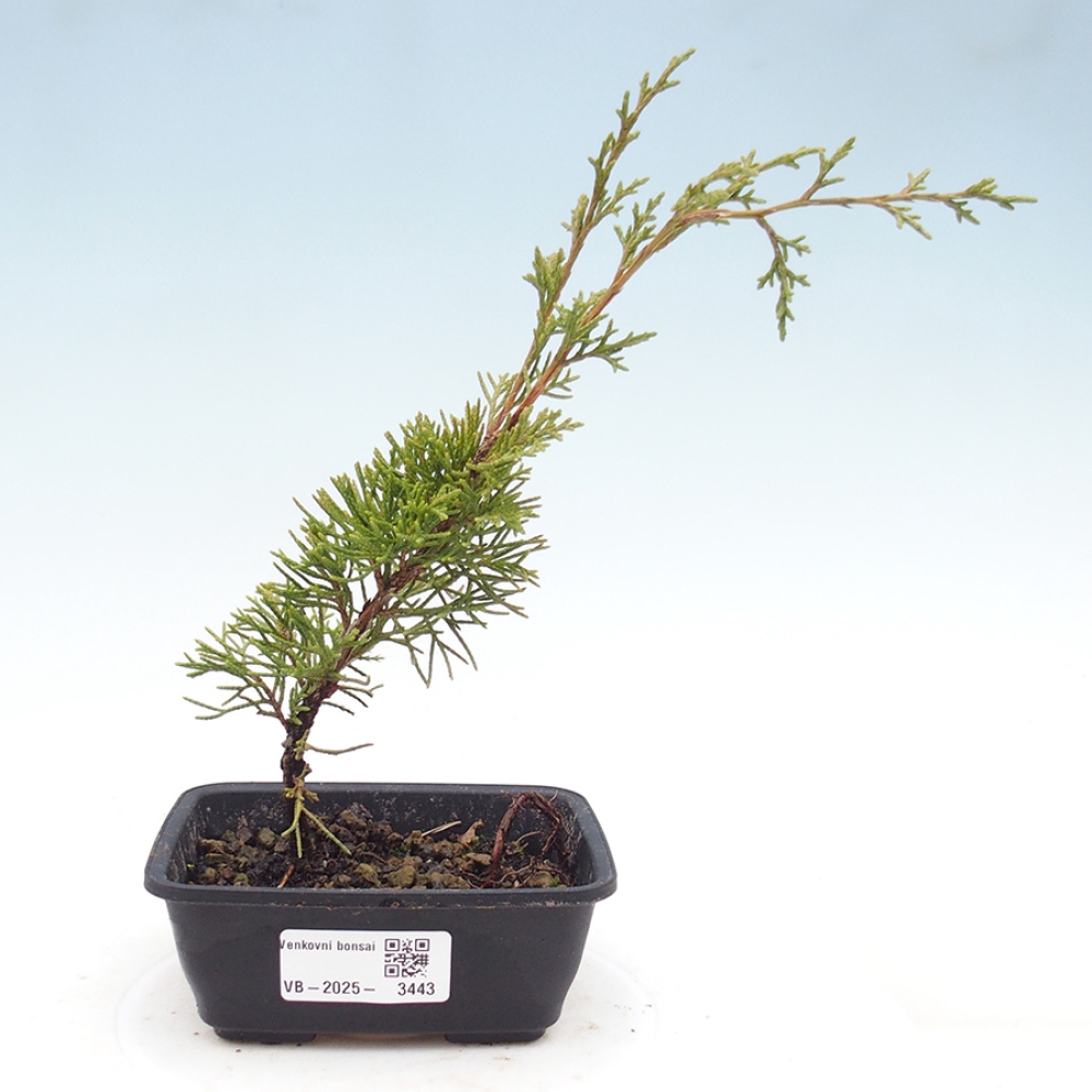 Bonsai da esterno - Juniperus chinensis Itoigawa