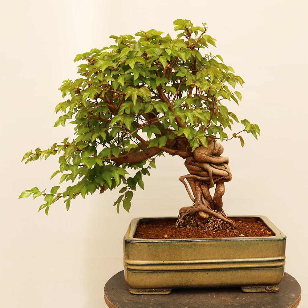 Bonsai da esterno -Carpinus Coreana - Carpino coreano
