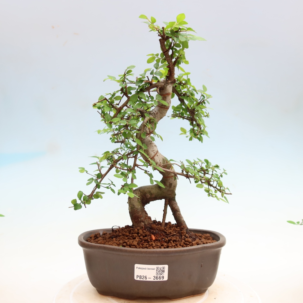 Camera bonsai - Ulmus parvifolia - Olmo a foglie piccole