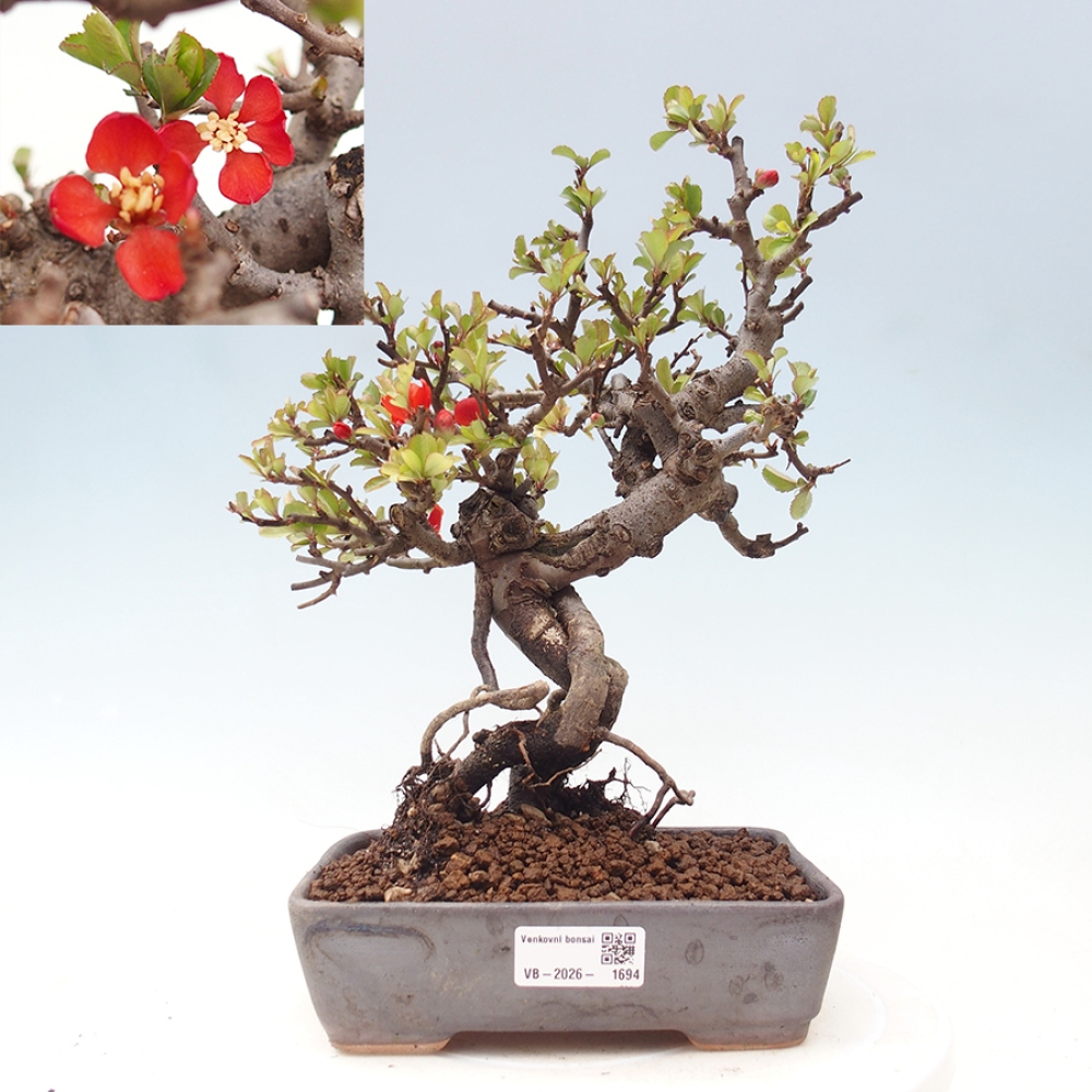 Bonsai da esterno - Chaneomeles speciosa - Cotogno