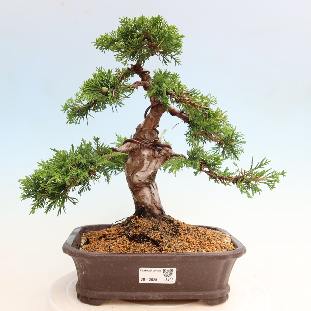 Bonsai da esterno - Juniperus chinensis Itoigawa-Juniperus chinensis