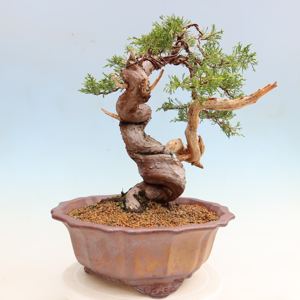 Bonsai da esterno - Juniperus chinensis Itoigawa-Juniperus chinensis