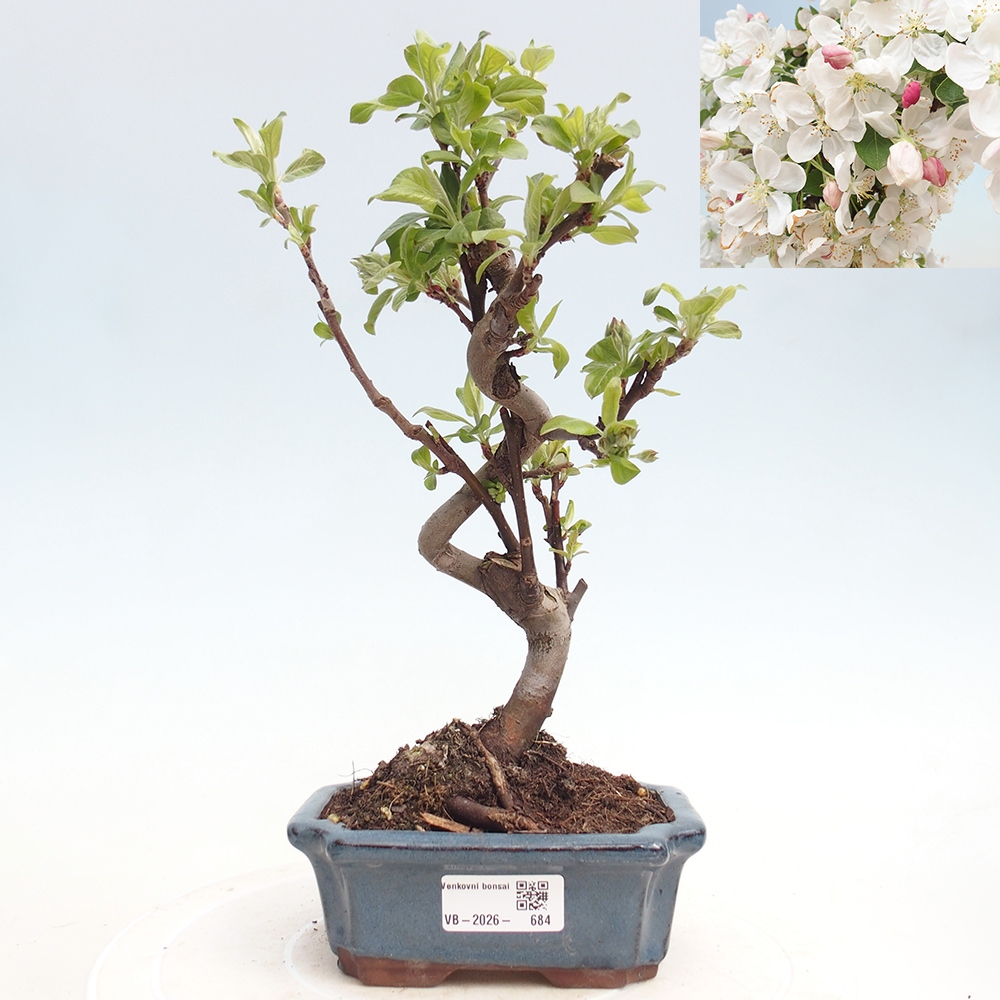 Bonsai da esterno -Malus halliana - Melo a frutto piccolo