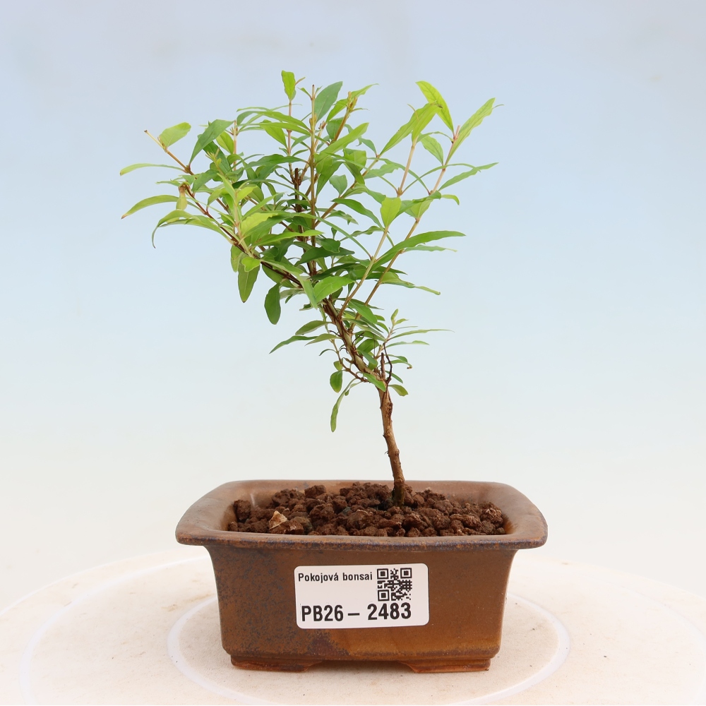Camera bonsai-PUNICA granatum nana-Mela granata