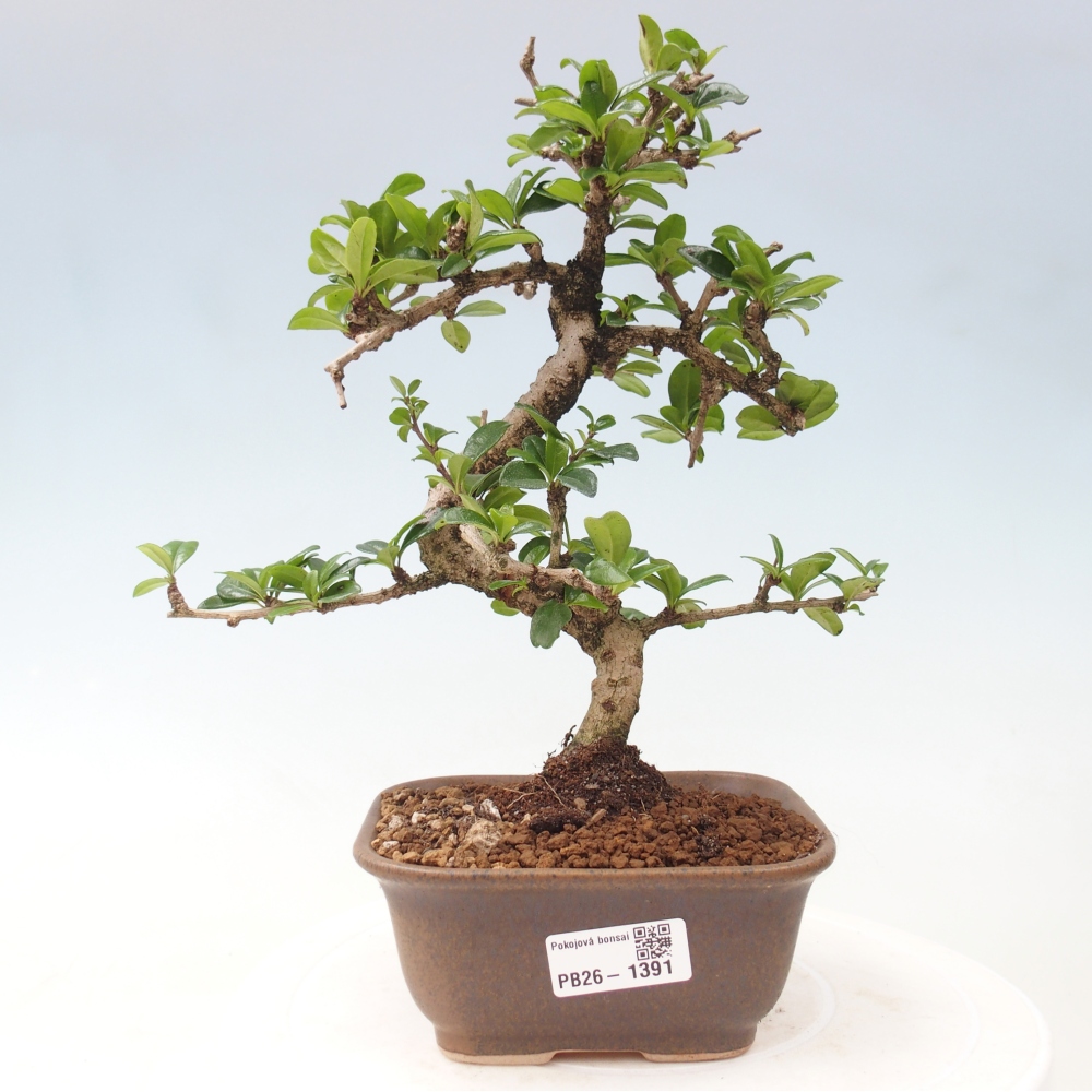 Camera bonsai - Carmona macrophylla - Tea fuki