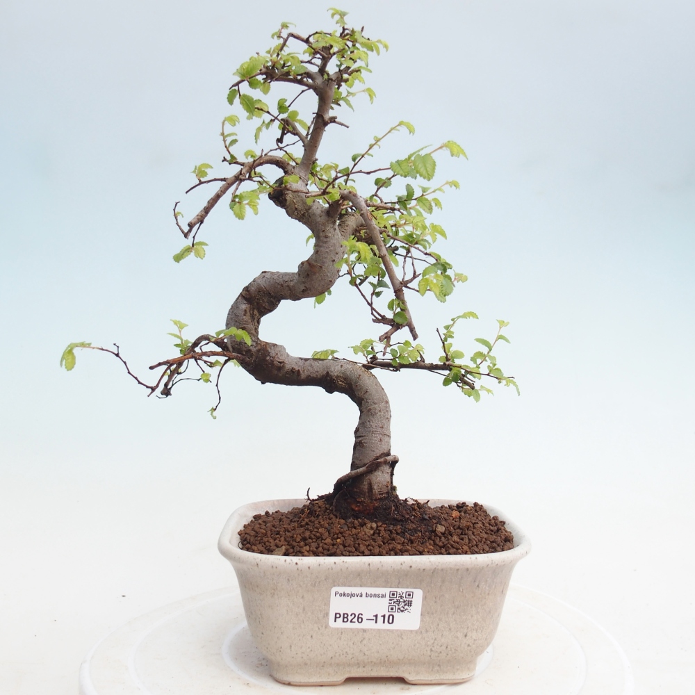 Camera bonsai - Ulmus parvifolia - Olmo a foglie piccole