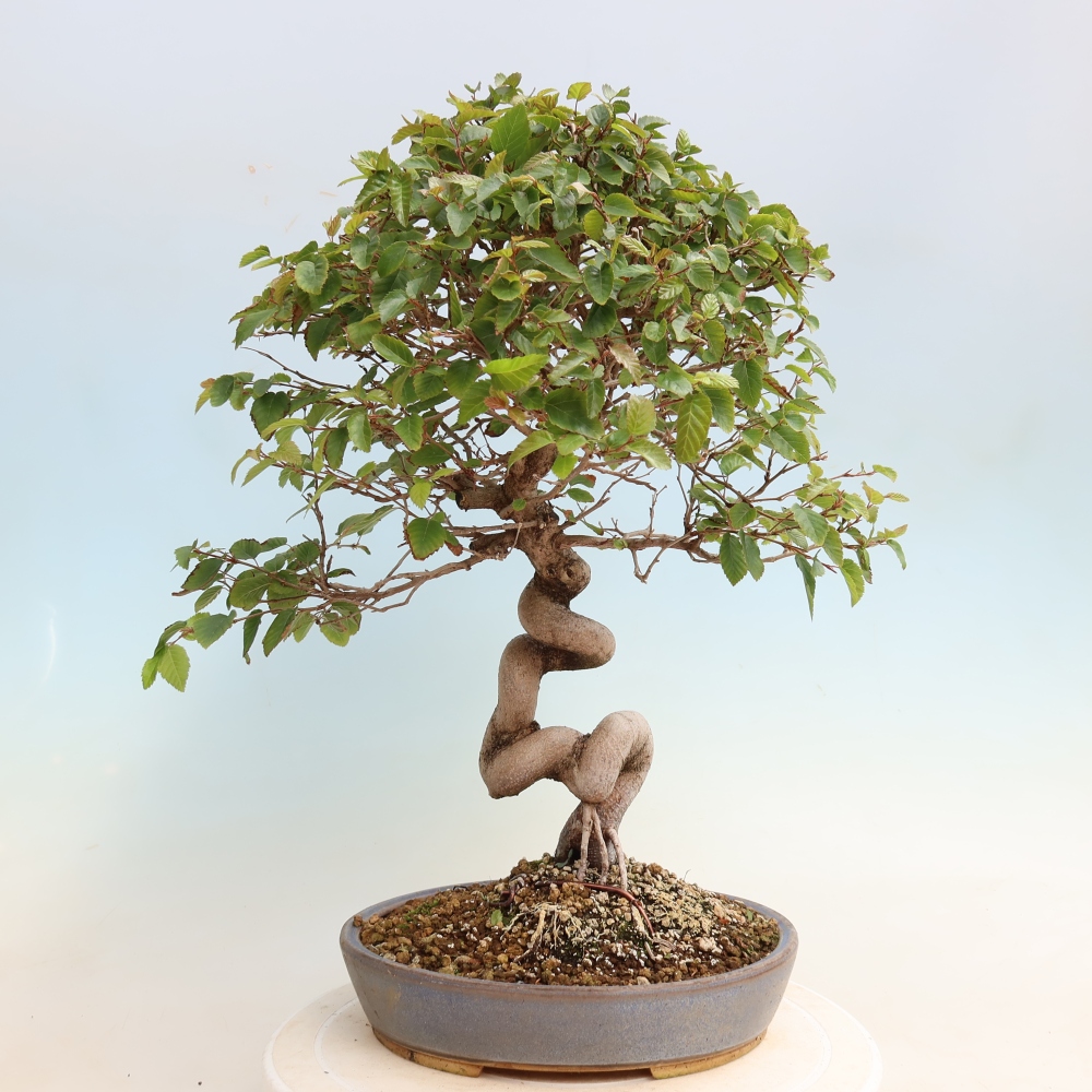 Bonsai da esterno -Carpinus CARPINOIDES - Carpino coreano