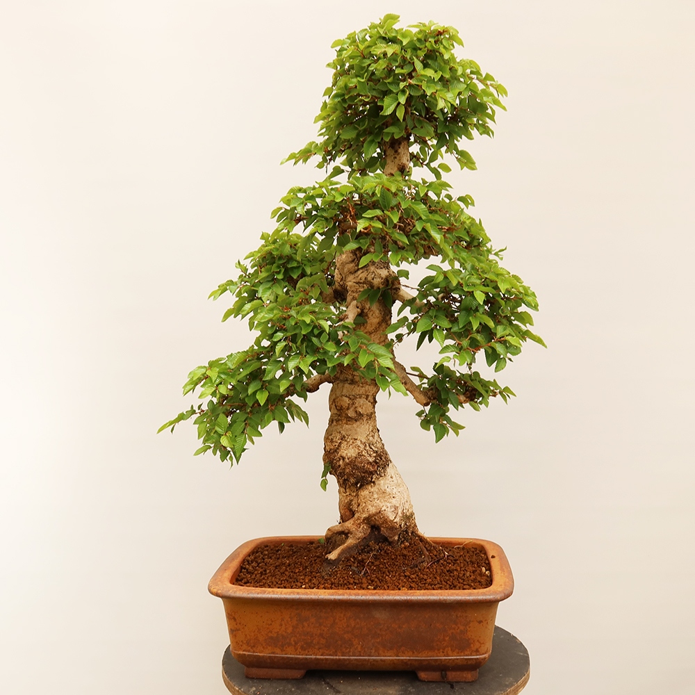 Bonsai da esterno -Carpinus Coreana - Carpino coreano