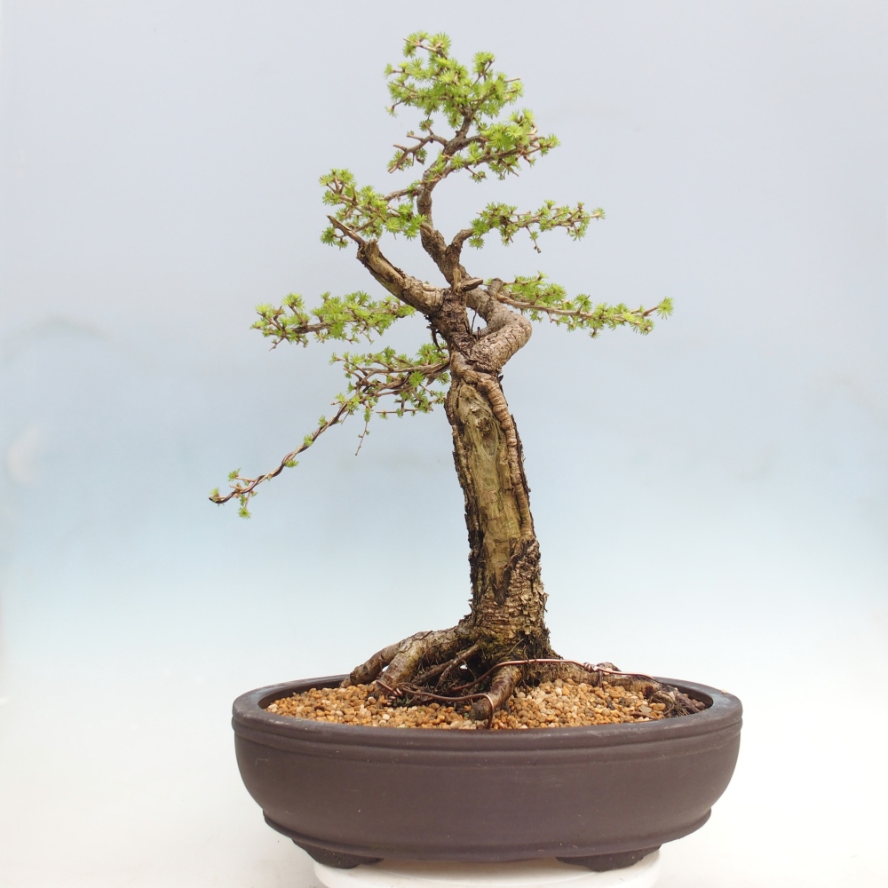 Bonsai da esterno -Larix decidua - Larice - Solo trasporto su pallet