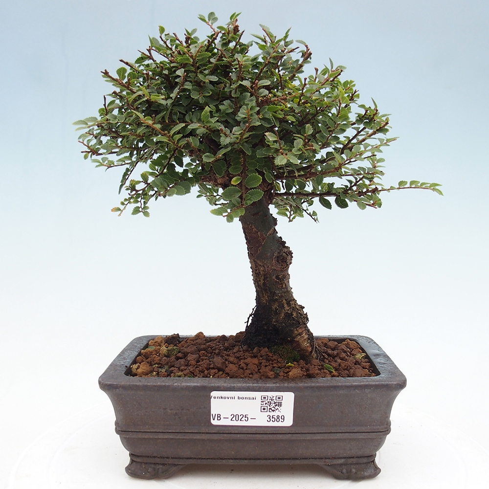Bonsai da esterno - Ulmus parvifolia Hokkaido - Olmo cinese