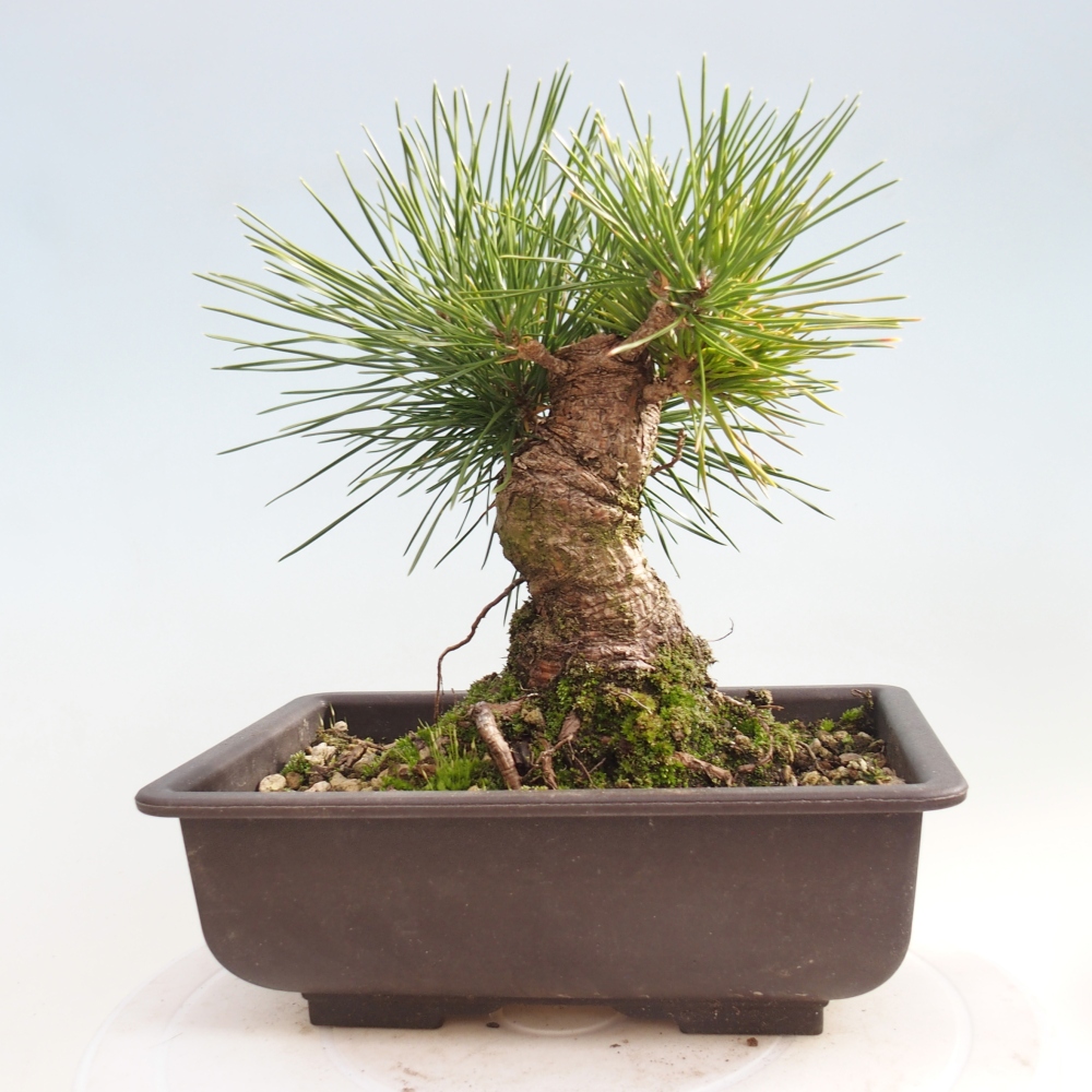 Bonsai da esterno - Pinus thunbergii - Pino di Thunberg