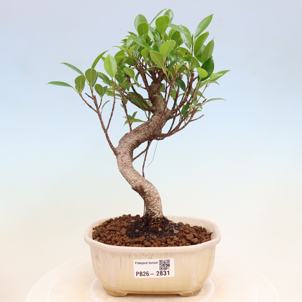 Camera bonsai - Ficus kimmen - ficus a foglie piccole