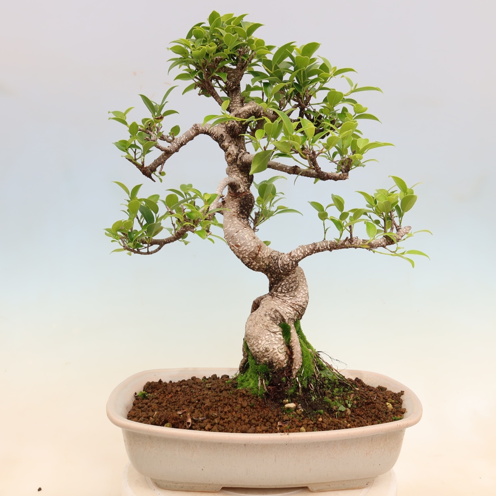 Camera bonsai - Ficus kimmen - ficus a foglie piccole