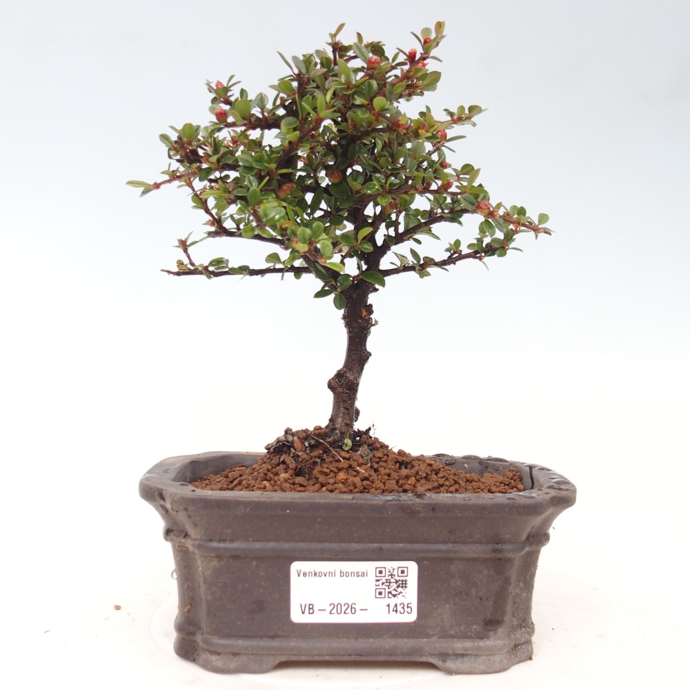 Bonsai da esterno - Cotoneaster horizontalis - Montagna rocciosa