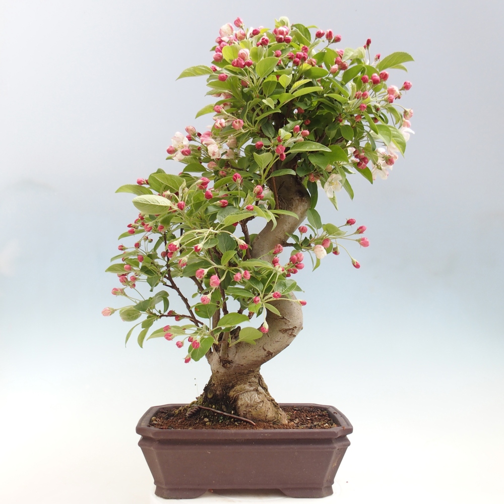 Bonsai da esterno -Malus halliana - Melo a frutto piccolo