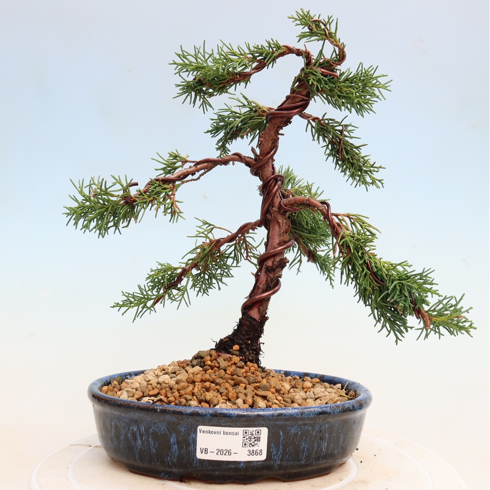 Bonsai da esterno - Juniperus chinensis Kishu