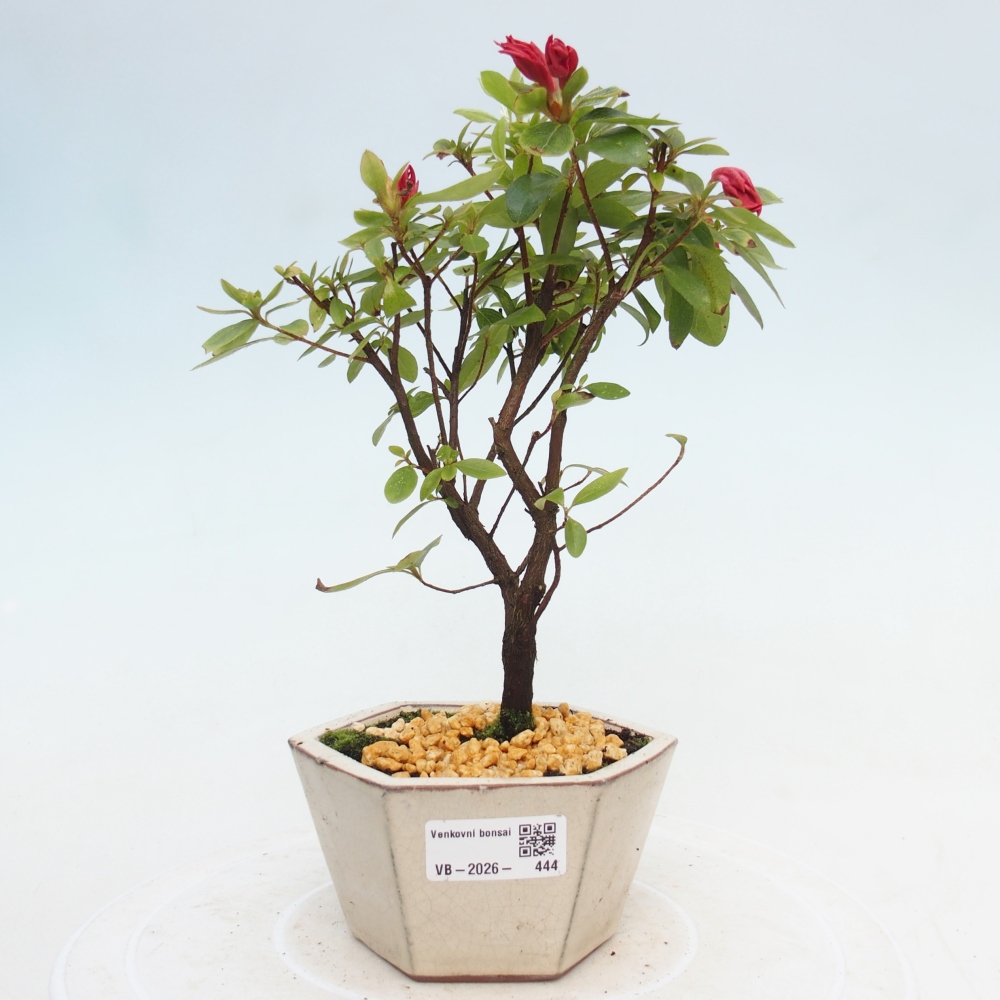 Bonsai da esterno - Azalea giapponese - Azalea sp.
