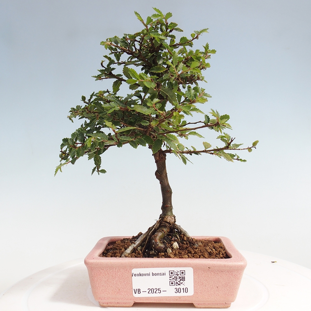 Bonsai da esterno - Ulmus parvifolia Sagei - Olmo a foglie piccole