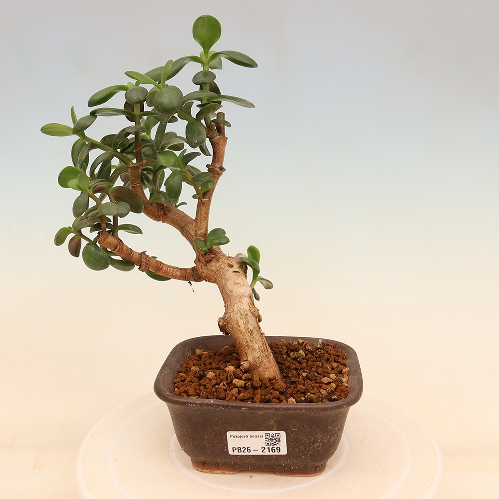 Camera bonsai - Portulakaria Afra - Tlustice