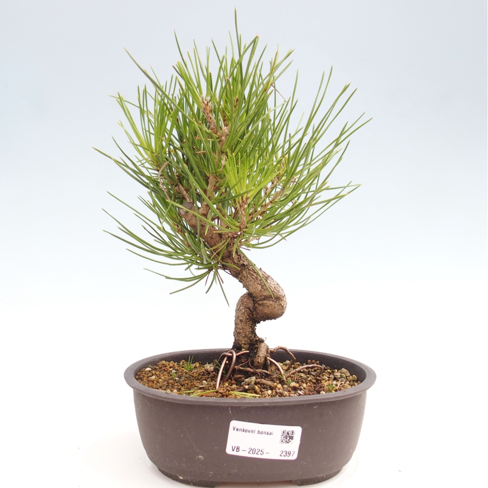 Bonsai da esterno - Pinus thunbergii - Pino di Thunberg