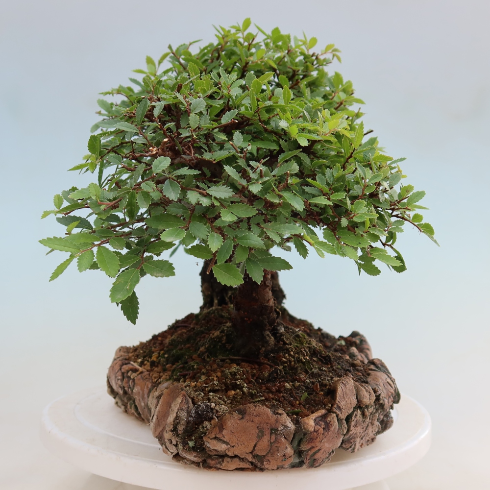 Bonsai da esterno - Zelkova - Zelkova NIRE - boschetto
