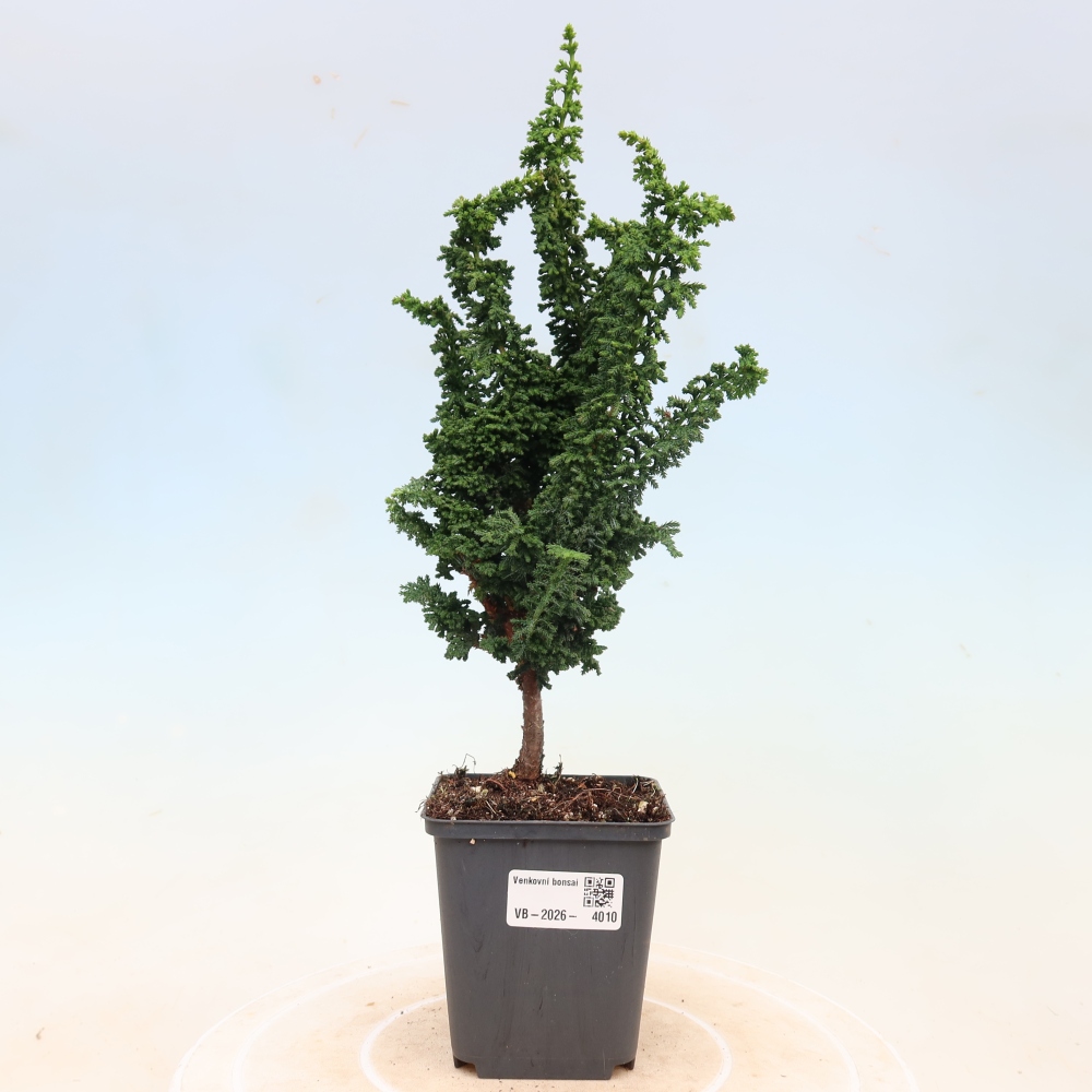 Bonsai da esterno - Cham. obtusa SEKKA HINOKI - Cipresso