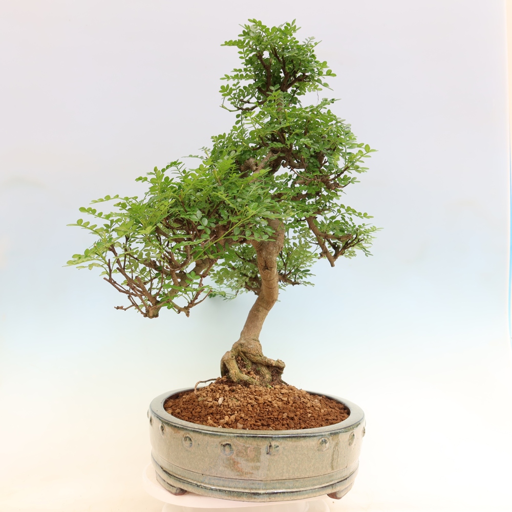 Camera bonsai - Zantoxylum piperitum - albero del pepe