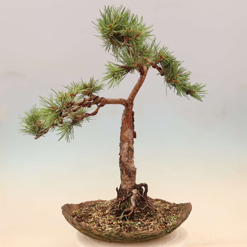Bonsai da esterno - Pinus Sylvestris Watererri - Pino silvestre