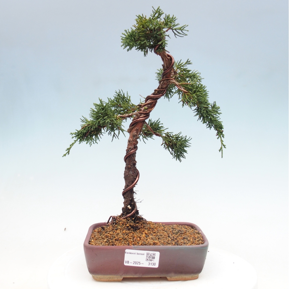 Bonsai da esterno - Juniperus chinensis Kishu