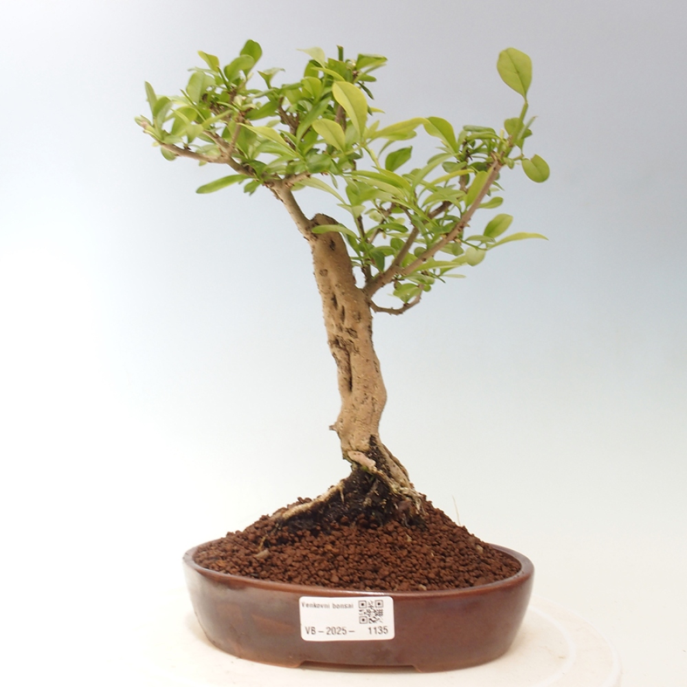 Bonsai da esterno - Prunus spinosa