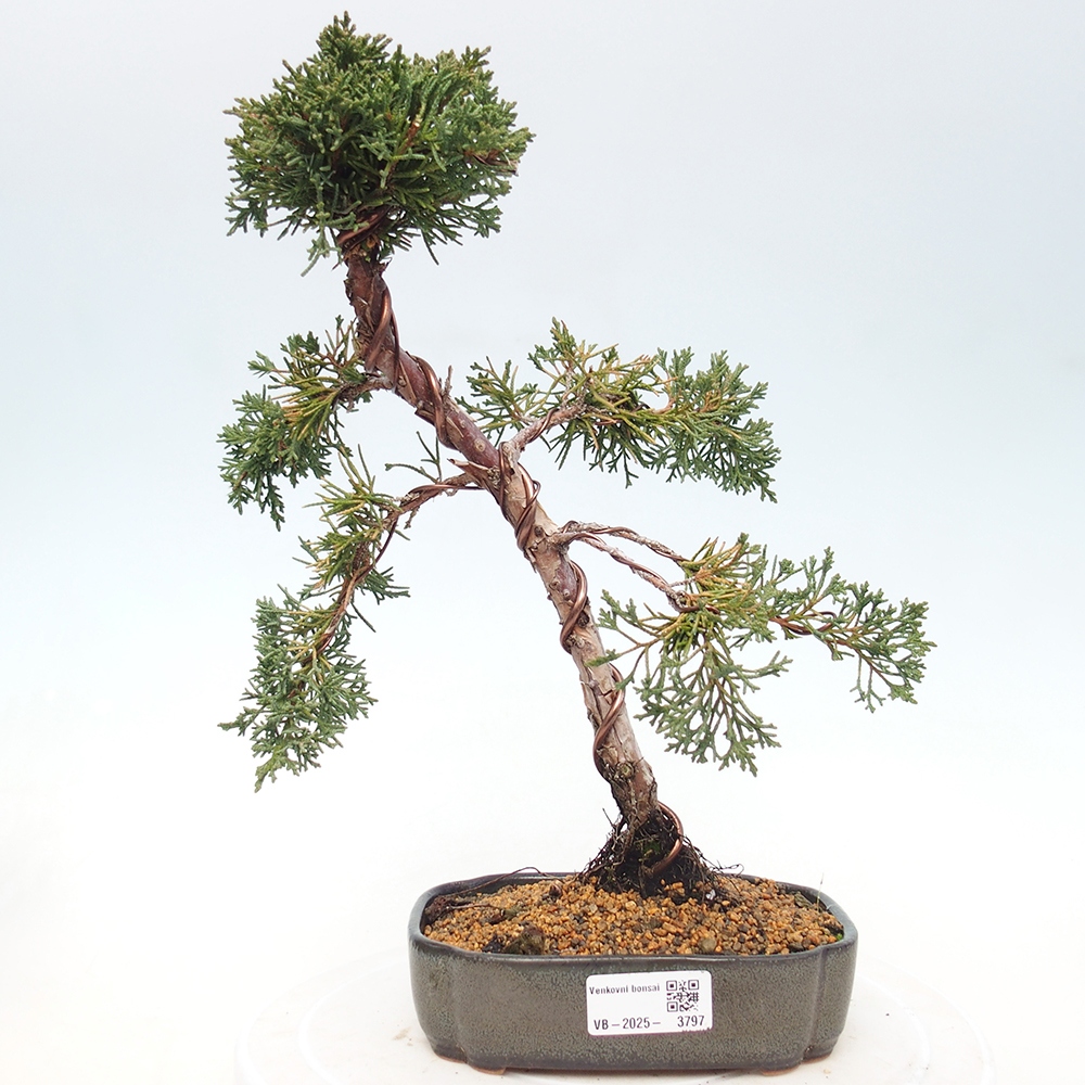 Bonsai da esterno - Juniperus chinensis Kishu
