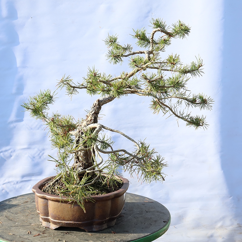 Pinus sylvestris Spagna - pino silvestre