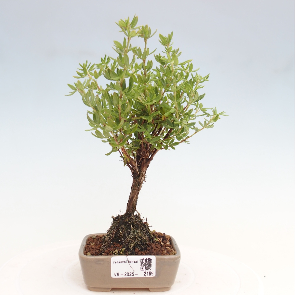 Bonsai da esterno - Potentila fruticosa yellow Bird