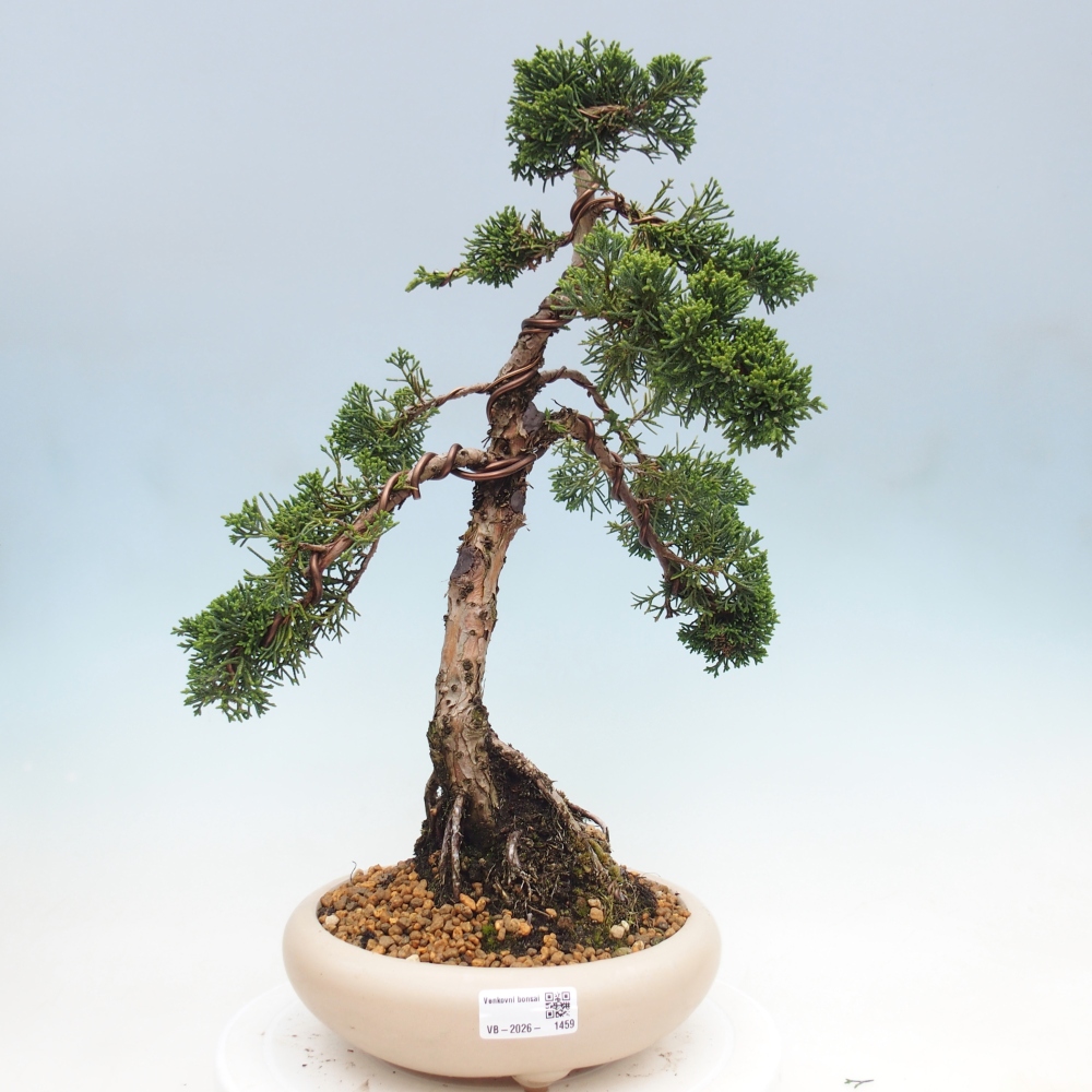 Bonsai da esterno - Juniperus chinensis Kishu